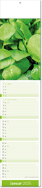 Kalender "Fresh" im Format 11 x 50 cm, mit Fälzel