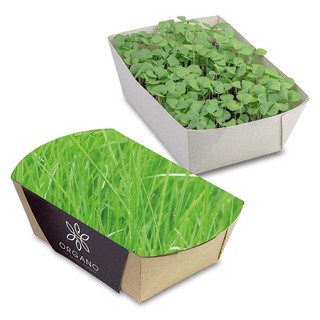 Pflanz-Schale mit Samen - Gras