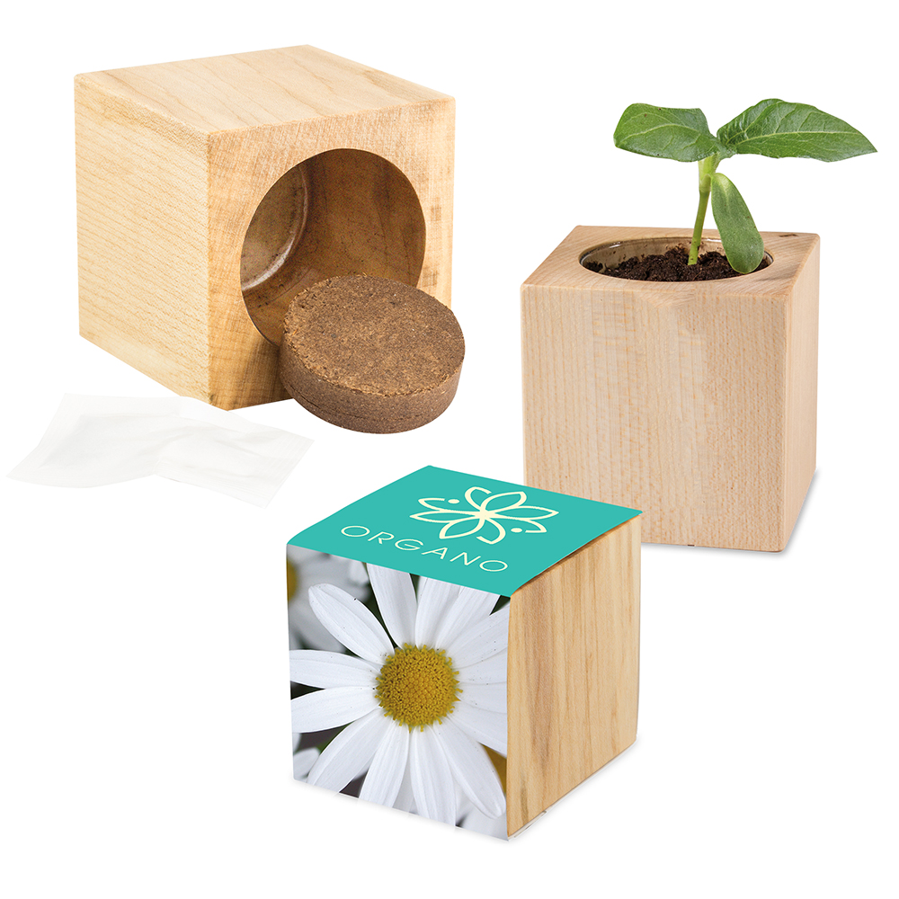 Pflanz-Holz Maxi mit Samen - Margerite, 1 Seite gelasert