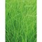 Pflanz-Holz Büro mit Samen - Gras, 2 Seiten gelasert