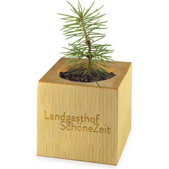 Pflanz-Holz Maxi Star-Box mit Samen - Persischer Klee, 1 Seite gelasert