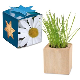 Pflanz-Holz Maxi Star-Box mit Samen - Margerite, 2 Seiten gelasert