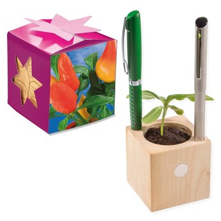 Pflanz-Holz Büro Star-Box mit Samen - Gewürzpaprika, 1 Seite gelasert