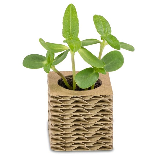 Wellkarton-Pflanzwürfel Mini mit Samen - Gartenkresse