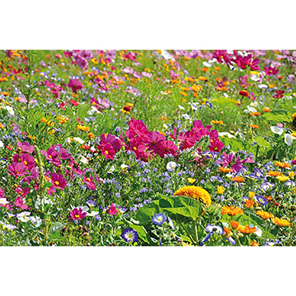 Mini-Beet mit Samen - Sommerblumenmischung, Lasergravur